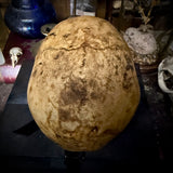 Human skull with mandible
