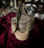 Mummified human Arm slice