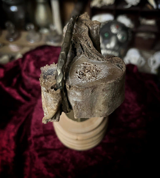 Mummified human Arm slice