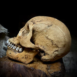 Human skull with mandible