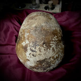 Human skull with mandible