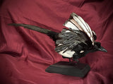 Taxidermy magpie