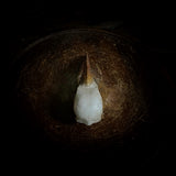 Hornbill Skull