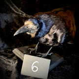 Item 6. Taxidermy rook