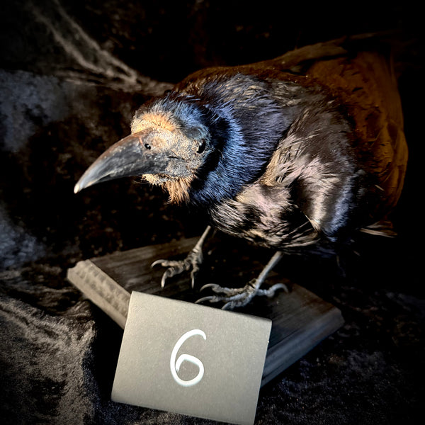 Item 6. Taxidermy rook