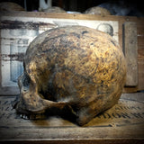 Human skull