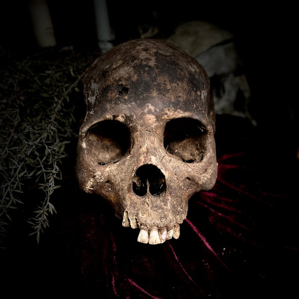 A human skull