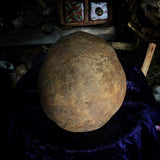 Partial Human skull