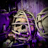 African Tribal Suspended Ancestral Shrine Skulls