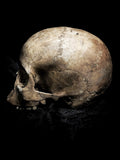 Human skull