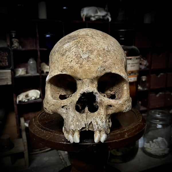 Human Skull