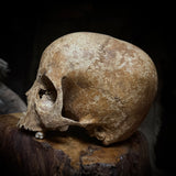Human skull