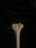 Human humerus bone