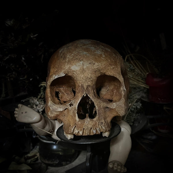 Human skull