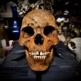 Human skull with mandible