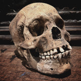The Pirate - Real human skull