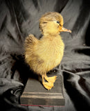 Item 11. Taxidermy duckling