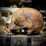 Human skull