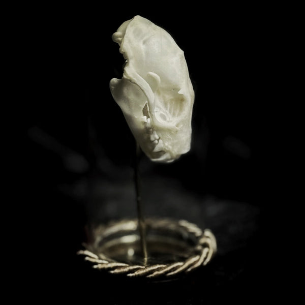 “Bat Skull” in a glass dome