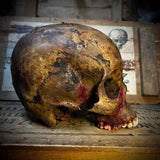Human skull
