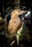 Taxidermy rufous woodpecker