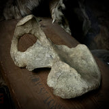 Human hip bone