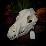 Dog Skull - A Female “Slovak Cuvac”