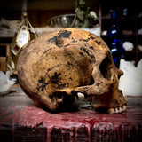 Human skull