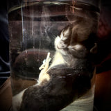 Item 12. Wet kitten
