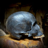 Human skull