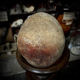 Human Skull