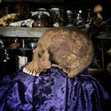 Human skull