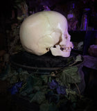 Human child skull