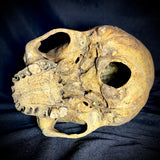 Item 14. Human skull