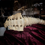 Adam Rouilly Articulated human spine and sacrum