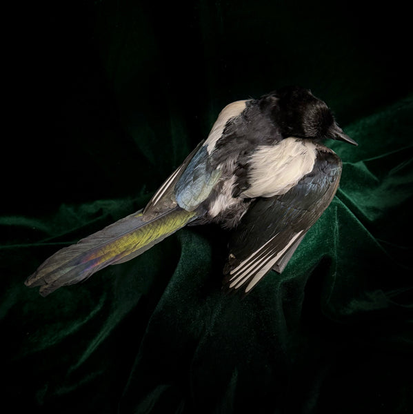 Taxidermy Magpie