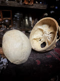 Medically prepared human skull