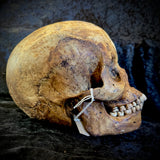 Item 4. Human skull with mandible