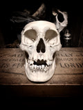 Medically prepared human skull