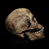 Extremely large Human skull with mandible