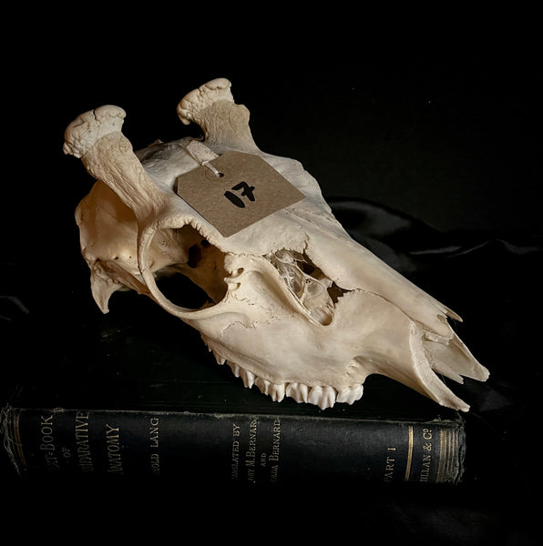 Lot 17. Deer skull
