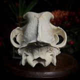 Dog Skull - A Female “Slovak Cuvac”
