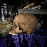 Human skull