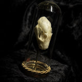 “Bat Skull” in a glass dome