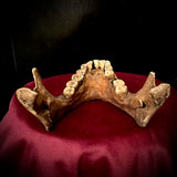 A mandible
