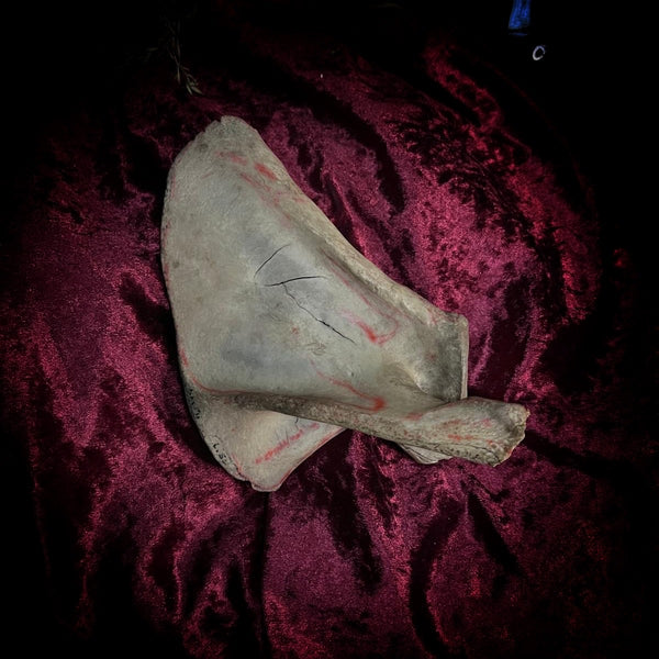 Human scapula (shoulder blade)