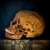 Item 1. Human skull with mandible
