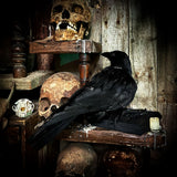 Crow on stand