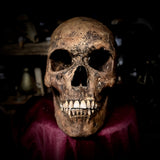 Human skull with mandible