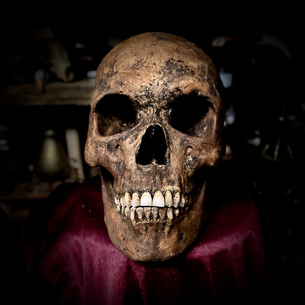 Human skull with mandible